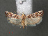  (Ancylosis partitella - RMNH.INS.543902)  @13 [ ] CreativeCommons - Attribution Non-Commercial Share-Alike (2012) Unspecified Naturalis, Biodiversity Centre