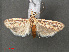  ( - RMNH.INS.543903)  @12 [ ] CreativeCommons - Attribution Non-Commercial Share-Alike (2012) Unspecified Naturalis, Biodiversity Centre