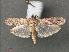 ( - RMNH.INS.543907)  @11 [ ] CreativeCommons - Attribution Non-Commercial Share-Alike (2012) Unspecified Naturalis, Biodiversity Centre