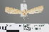  ( - RMNH.INS.543914)  @12 [ ] CreativeCommons - Attribution Non-Commercial Share-Alike (2012) Unspecified Naturalis, Biodiversity Centre