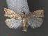  (Culladia sp. ABX8569 - RMNH.INS.543923)  @13 [ ] CreativeCommons - Attribution Non-Commercial Share-Alike (2012) Unspecified Naturalis, Biodiversity Centre