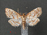  ( - RMNH.INS.543933)  @11 [ ] CreativeCommons - Attribution Non-Commercial Share-Alike (2012) Unspecified Naturalis, Biodiversity Centre