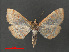  ( - RMNH.INS.543934)  @12 [ ] CreativeCommons - Attribution Non-Commercial Share-Alike (2012) Unspecified Naturalis, Biodiversity Centre