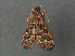  ( - RMNH.INS.543937)  @12 [ ] CreativeCommons - Attribution Non-Commercial Share-Alike (2012) Unspecified Naturalis, Biodiversity Centre