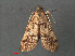 ( - RMNH.INS.543939)  @12 [ ] CreativeCommons - Attribution Non-Commercial Share-Alike (2012) Unspecified Naturalis, Biodiversity Centre