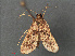  ( - RMNH.INS.543940)  @12 [ ] CreativeCommons - Attribution Non-Commercial Share-Alike (2012) Unspecified Naturalis, Biodiversity Centre