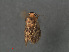  ( - RMNH.INS.543941)  @11 [ ] CreativeCommons - Attribution Non-Commercial Share-Alike (2012) Unspecified Naturalis, Biodiversity Centre