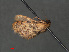  ( - RMNH.INS.543941)  @11 [ ] CreativeCommons - Attribution Non-Commercial Share-Alike (2012) Unspecified Naturalis, Biodiversity Centre