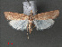  (Pediasia numidella - RMNH.INS.543956)  @13 [ ] CreativeCommons - Attribution Non-Commercial Share-Alike (2012) Unspecified Naturalis, Biodiversity Centre
