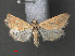  (Aeschremon desertalis - RMNH.INS.543958)  @13 [ ] CreativeCommons - Attribution Non-Commercial Share-Alike (2012) Unspecified Naturalis, Biodiversity Centre