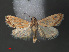  (Aeschremon - RMNH.INS.543964)  @13 [ ] CreativeCommons - Attribution Non-Commercial Share-Alike (2012) Unspecified Naturalis, Biodiversity Centre