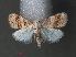  (Nola mesoscia - RMNH.INS.543967)  @14 [ ] CreativeCommons - Attribution Non-Commercial Share-Alike (2012) Unspecified Naturalis, Biodiversity Centre