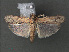  ( - RMNH.INS.543970)  @13 [ ] CreativeCommons - Attribution Non-Commercial Share-Alike (2012) Unspecified Naturalis, Biodiversity Centre