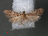  ( - RMNH.INS.543974)  @11 [ ] CreativeCommons - Attribution Non-Commercial Share-Alike (2012) Unspecified Naturalis, Biodiversity Centre