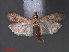  ( - RMNH.INS.543983)  @14 [ ] CreativeCommons - Attribution Non-Commercial Share-Alike (2012) Unspecified Naturalis, Biodiversity Centre