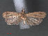  ( - RMNH.INS.543991)  @12 [ ] CreativeCommons - Attribution Non-Commercial Share-Alike (2012) Unspecified Naturalis, Biodiversity Centre