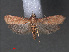  ( - RMNH.INS.543992)  @12 [ ] CreativeCommons - Attribution Non-Commercial Share-Alike (2012) Unspecified Naturalis, Biodiversity Centre