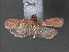  ( - RMNH.INS.543993)  @12 [ ] CreativeCommons - Attribution Non-Commercial Share-Alike (2012) Unspecified Naturalis, Biodiversity Centre