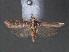  ( - RMNH.INS.543995)  @12 [ ] CreativeCommons - Attribution Non-Commercial Share-Alike (2012) Unspecified Naturalis, Biodiversity Centre