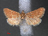  ( - RMNH.INS.544005)  @11 [ ] CreativeCommons - Attribution Non-Commercial Share-Alike (2012) Unspecified Naturalis, Biodiversity Centre