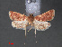 ( - RMNH.INS.544006)  @12 [ ] CreativeCommons - Attribution Non-Commercial Share-Alike (2012) Unspecified Naturalis, Biodiversity Centre