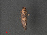  ( - RMNH.INS.544016)  @12 [ ] CreativeCommons - Attribution Non-Commercial Share-Alike (2012) Unspecified Naturalis, Biodiversity Centre