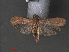  ( - RMNH.INS.544017)  @12 [ ] CreativeCommons - Attribution Non-Commercial Share-Alike (2012) Unspecified Naturalis, Biodiversity Centre