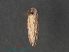  ( - RMNH.INS.544021)  @11 [ ] CreativeCommons - Attribution Non-Commercial Share-Alike (2012) Unspecified Naturalis, Biodiversity Centre