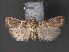  (Bazaria pempeliella - RMNH.INS.544022)  @13 [ ] CreativeCommons - Attribution Non-Commercial Share-Alike (2012) Unspecified Naturalis, Biodiversity Centre