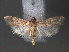  ( - RMNH.INS.544054)  @12 [ ] CreativeCommons - Attribution Non-Commercial Share-Alike (2012) Unspecified Naturalis, Biodiversity Centre