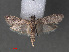  (Cadra sp - RMNH.INS.544055)  @14 [ ] CreativeCommons - Attribution Non-Commercial Share-Alike (2012) Unspecified Naturalis, Biodiversity Centre