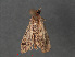  ( - RMNH.INS.544059)  @12 [ ] CreativeCommons - Attribution Non-Commercial Share-Alike (2012) Unspecified Naturalis, Biodiversity Centre