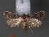  (Scotomera minimalis - RMNH.INS.544072)  @13 [ ] CreativeCommons - Attribution Non-Commercial Share-Alike (2012) Unspecified Naturalis, Biodiversity Centre