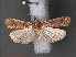  ( - RMNH.INS.544089)  @12 [ ] CreativeCommons - Attribution Non-Commercial Share-Alike (2012) Unspecified Naturalis, Biodiversity Centre
