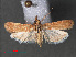  ( - RMNH.INS.544091)  @12 [ ] CreativeCommons - Attribution Non-Commercial Share-Alike (2012) Unspecified Naturalis, Biodiversity Centre