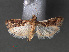  ( - RMNH.INS.544093)  @13 [ ] CreativeCommons - Attribution Non-Commercial Share-Alike (2012) Unspecified Naturalis, Biodiversity Centre