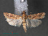  (Ancylosis ochraceela - RMNH.INS.544096)  @14 [ ] CreativeCommons - Attribution Non-Commercial Share-Alike (2012) Unspecified Naturalis, Biodiversity Centre