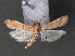  ( - RMNH.INS.544097)  @12 [ ] CreativeCommons - Attribution Non-Commercial Share-Alike (2012) Unspecified Naturalis, Biodiversity Centre