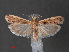  (Ancylosis nubeculella - RMNH.INS.544109)  @14 [ ] CreativeCommons - Attribution Non-Commercial Share-Alike (2012) Unspecified Naturalis, Biodiversity Centre