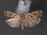  (Ancylosis convexella - RMNH.INS.544110)  @13 [ ] CreativeCommons - Attribution Non-Commercial Share-Alike (2012) Unspecified Naturalis, Biodiversity Centre