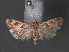  ( - RMNH.INS.544111)  @12 [ ] CreativeCommons - Attribution Non-Commercial Share-Alike (2012) Unspecified Naturalis, Biodiversity Centre