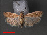  ( - RMNH.INS.544114)  @12 [ ] CreativeCommons - Attribution Non-Commercial Share-Alike (2012) Unspecified Naturalis, Biodiversity Centre