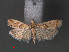  ( - RMNH.INS.544116)  @12 [ ] CreativeCommons - Attribution Non-Commercial Share-Alike (2012) Unspecified Naturalis, Biodiversity Centre