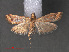  ( - RMNH.INS.544119)  @13 [ ] CreativeCommons - Attribution Non-Commercial Share-Alike (2012) Unspecified Naturalis, Biodiversity Centre
