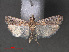  (Ancylosis sp. ABX8059 - RMNH.INS.544121)  @12 [ ] CreativeCommons - Attribution Non-Commercial Share-Alike (2012) Unspecified Naturalis, Biodiversity Centre