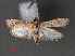  ( - RMNH.INS.544123)  @11 [ ] CreativeCommons - Attribution Non-Commercial Share-Alike (2012) Unspecified Naturalis, Biodiversity Centre