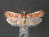  (Ancylosis sp. ABY1062 - RMNH.INS.544131)  @13 [ ] CreativeCommons - Attribution Non-Commercial Share-Alike (2012) Unspecified Naturalis, Biodiversity Centre