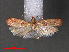  ( - RMNH.INS.544132)  @12 [ ] CreativeCommons - Attribution Non-Commercial Share-Alike (2012) Unspecified Naturalis, Biodiversity Centre