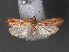  ( - RMNH.INS.544133)  @12 [ ] CreativeCommons - Attribution Non-Commercial Share-Alike (2012) Unspecified Naturalis, Biodiversity Centre
