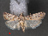  (Bazaria sp. ABX9747 - RMNH.INS.544149)  @12 [ ] CreativeCommons - Attribution Non-Commercial Share-Alike (2012) Unspecified Naturalis, Biodiversity Centre